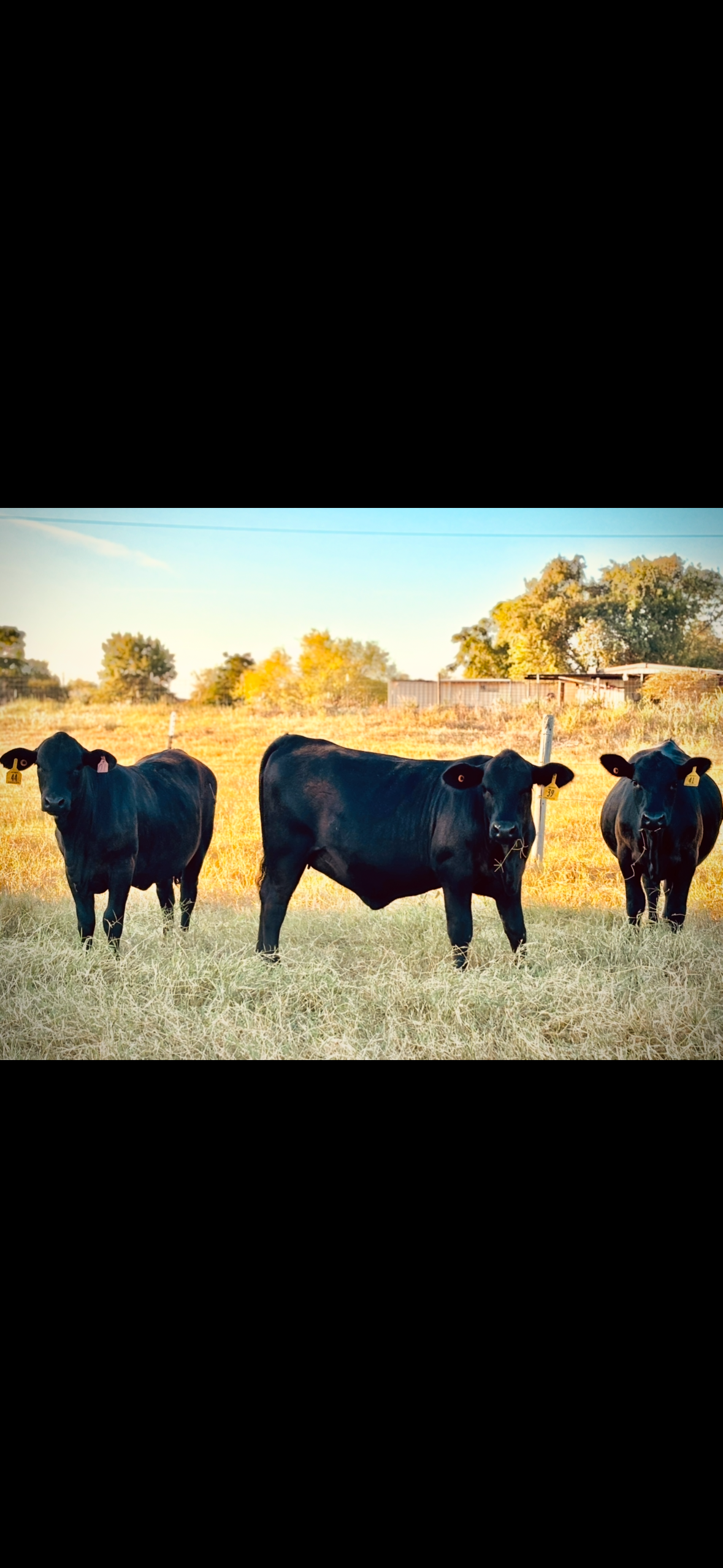 Three black cattle standing in a sunlit pasture